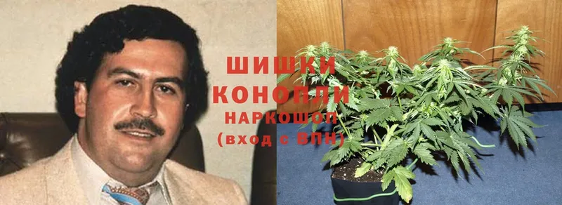 Конопля OG Kush  Агрыз 